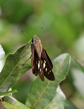 Brazilian Skipper